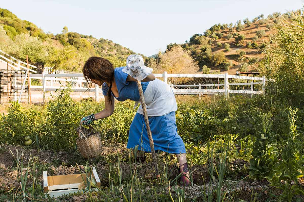 Mulher colhendo vegetais em uma horta rural com cesto de palha.